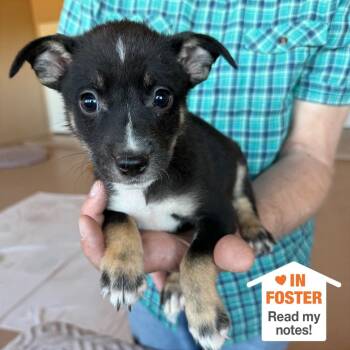 Tavra -  Pit Bull Terrier and Collie Dog for Adoption in Kanab, Utah - Tavra | PetCurious