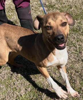 Mountain Cur and Boxer Dogs Available for Adoption - Dolly | PetCurious