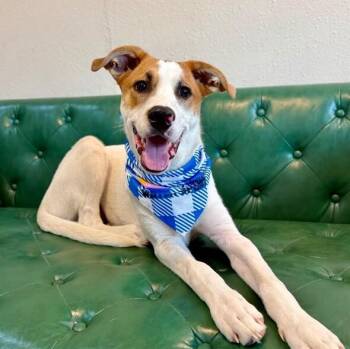 Spruce Lee Penelope -  Labrador Retriever and German Shepherd Dog Dog for Adoption in Friendswood, Texas - Spruce Lee Penelope | PetCurious