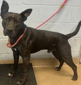 Chopper -  Mixed Breed Dog for Adoption in Chamblee, Georgia - Chopper | PetCurious