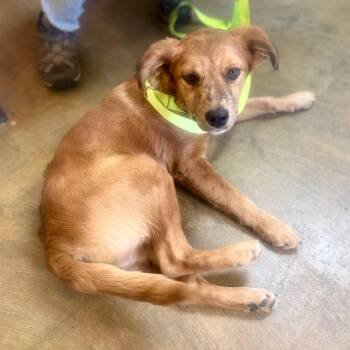 Mixed Breed Dogs Available for Adoption in Corinth, Mississippi - Pretty Girl | PetCurious