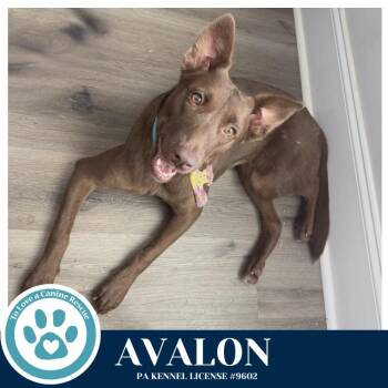 Labrador Retriever and Husky Dogs Available for Adoption - Avalon (Jersey Shore Pup) 040426 | PetCurious
