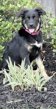 Australian Shepherd Dogs Available for Adoption in Houston, Texas - Reillym A Sweet As Can Be PUP | PetCurious