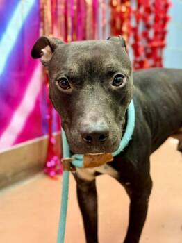 Pit Bull Terrier Dogs Available for Adoption - Shadowbox | PetCurious