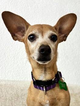 Dachshund Dogs Available for Adoption in Los Angeles, California - Toby | PetCurious