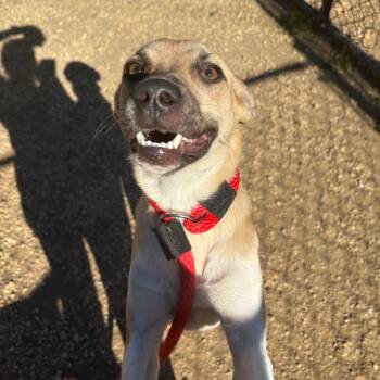 Rescue Mixed Breed Dogs for Adoption in Philadelphia, Pennsylvania - Eggo | PetCurious