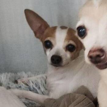 Osa -  Chihuahua Dog for Adoption in Kingman, Arizona - Osa | PetCurious