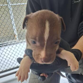 Pit Bull Terrier Dogs Available for Adoption - Masters | PetCurious