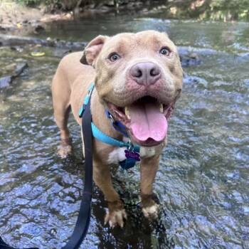 Floyd - Adoption Fee Sponsored! -  Mixed Breed Dog for Adoption in Alabaster, Alabama - Floyd - Adoption Fee Sponsored! | PetCurious