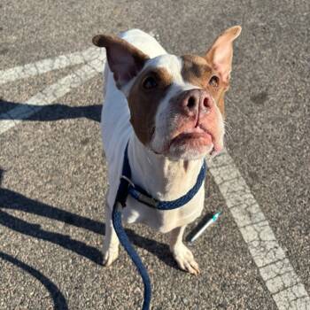 Rescue Mixed Breed Dogs for Adoption in Philadelphia, Pennsylvania - Isis | PetCurious