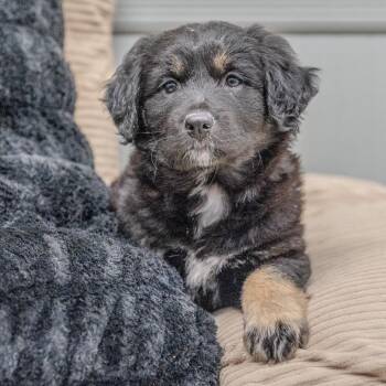 Labrador Retriever Dogs Available for Adoption - Selena | PetCurious