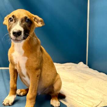 Skeeter -  Shepherd Dog for Adoption in Yuma, Arizona - Skeeter | PetCurious