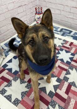 Zanoit -  German Shepherd Dog Dog for Adoption in Detroit, Michigan - Zanoit | PetCurious