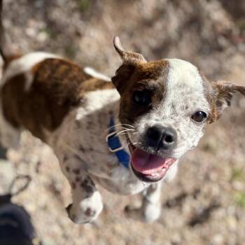 Bean -  Mixed Breed and Boston Terrier Dog for Adoption in Glenwood Springs, Colorado - Bean | PetCurious