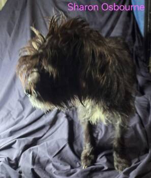 Terrier Dogs Available for Adoption in Newport, Kentucky - Sharon Osbourne | PetCurious