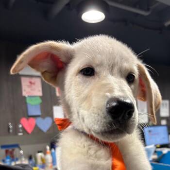 Shasta (Snowball Litter) -  Great Pyrenees and Mixed Breed Dog for Adoption in Tampa, Florida - Shasta (Snowball Litter) | PetCurious