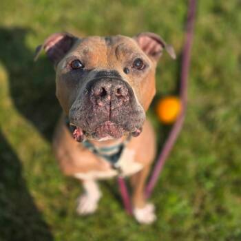 Rufus -  Mixed Breed Dog for Adoption in Fairport, New York - Rufus | PetCurious