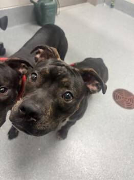 COREY -  Pit Bull Terrier and Mixed Breed Dog for Adoption in Indianapolis, Indiana - COREY | PetCurious