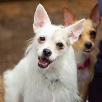 Candy 22514 -  Chihuahua and Mixed Breed Dog Available for Adoption in Cumming, Georgia - Candy 22514 | PetCurious