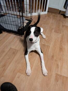 F -  Terrier Dog for Adoption in Newport, Kentucky - F | PetCurious