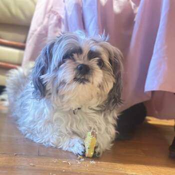 Max -  Shih Tzu Dog for Adoption in South Riding, Virginia - Max | PetCurious
