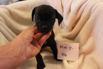 Rescue Chihuahua and Dachshund Dogs for Adoption in Imperial Beach, California - Dewey | PetCurious