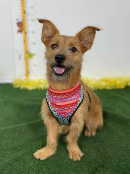 Dottie-One of our Amazing Rescue Dogs -  Border Terrier and Schnauzer Dog for Adoption in Carlsbad, California - Dottie-One Of Our Amazing Rescue Dogs | PetCurious