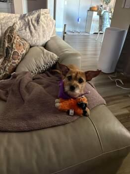 Sonny -  Terrier and Mixed Breed Dog for Adoption in Las Vegas, Nevada - Sonny | PetCurious