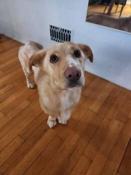 Dachshund and Retriever Dogs Available for Adoption in Grand Rapids, Michigan - Sunshine | PetCurious