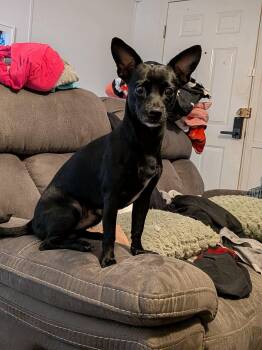 Romeo -  Chihuahua Dog for Adoption in Wichita Falls, Texas - Romeo | PetCurious