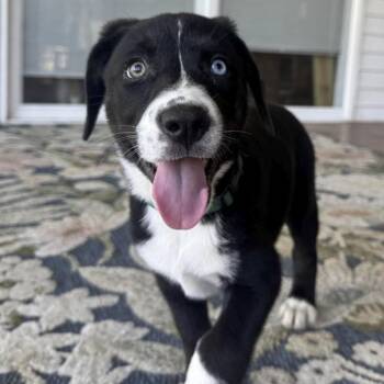 Dottie Lu -  Mixed Breed Dog for Adoption in Ottawa Hills, Ohio - Dottie Lu | PetCurious