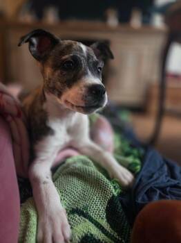 Karter -  Shepherd Dog for Adoption in Carmel Hamlet, New York - Karter | PetCurious