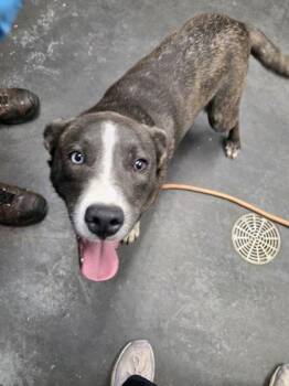 American Staffordshire Terrier and Mixed Breed Dogs Available for Adoption in North Charleston, South Carolina - 05886B Gumbo | PetCurious
