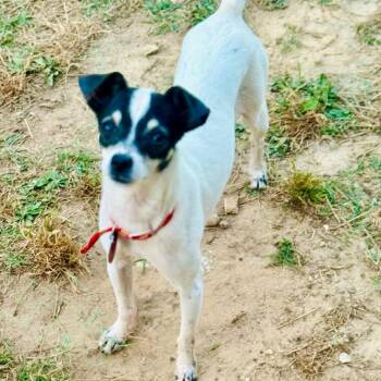 Rat Terrier and Mixed Breed Dogs Available for Adoption in Lucedale, Mississippi - MOOSE | PetCurious