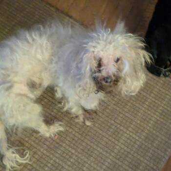 Poodle Dogs Available for Adoption - Frodo Rococo | PetCurious