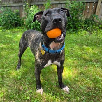 Bun Bun -  Mixed Breed Dog for Adoption in Vassalboro, Maine - Bun Bun | PetCurious