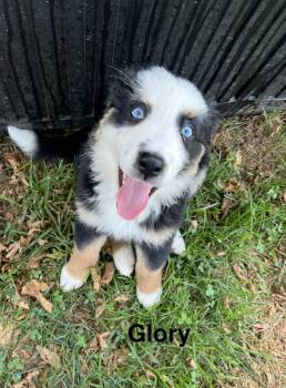 Glory -  Australian Shepherd Dog for Adoption - Glory | PetCurious