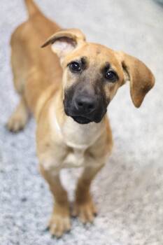 Kyoshi in NH. Come Meet our Adoptable Dogs Wednesday-Saturday. M -  Black Mouth Cur Dog for Adoption in Manchester, New Hampshire - Kyoshi In NH. Come Meet Our Adoptable Dogs Wednesday-Saturday. M | PetCurious