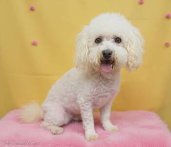 June -  Miniature Poodle Dog for Adoption in Wheelersburg, Ohio - June | PetCurious