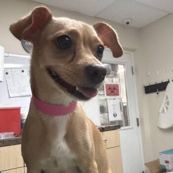 Matilda -  Chihuahua and Mixed Breed Dog for Adoption in Lakeland, Florida - Matilda | PetCurious