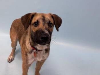 Abbie -  Labrador Retriever and Mixed Breed Dog for Adoption in Woodbury, Minnesota - Abbie | PetCurious