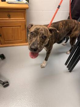 PHOENIX -  Pit Bull Terrier and Mixed Breed Dog for Adoption in St. Cloud, Florida - PHOENIX | PetCurious
