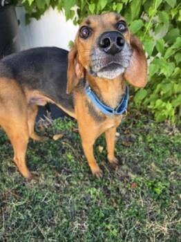 Rescue Mixed Breed Dogs for Adoption in Savannah, Georgia - Beans | PetCurious