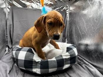 A121899 -  Labrador Retriever and Mixed Breed Dog for Adoption in Grovetown, Georgia - A121899 | PetCurious