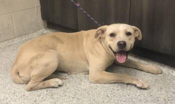 LACE -  Labrador Retriever and Mixed Breed Dog for Adoption in Conroe, Texas - LACE | PetCurious