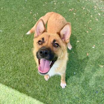 Grace -  German Shepherd Dog Dog for Adoption in Agoura Hills, California - Grace | PetCurious
