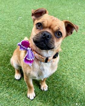 Bell -  Pug Dog for Adoption in Novato, California - Bell | PetCurious