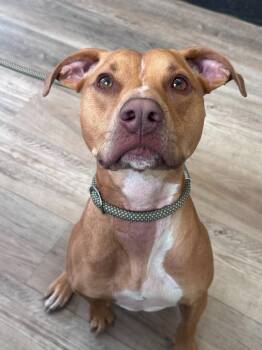 Pit Bull Terrier and Shepherd Dogs Available for Adoption in Russellville, Kentucky - Amiela (Annabelle) | PetCurious