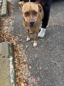 Gerald -  Labrador Retriever Dog for Adoption in Mobile, Alabama - Gerald | PetCurious