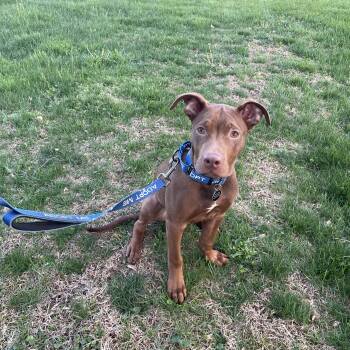 Pit Bull Terrier Dogs Available for Adoption in Avondale, Pennsylvania - Teddy | PetCurious